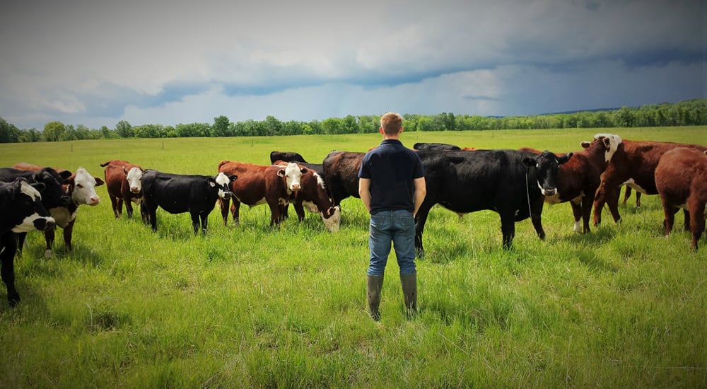 Demo-Farm-Meats-cows-and-man.jpg